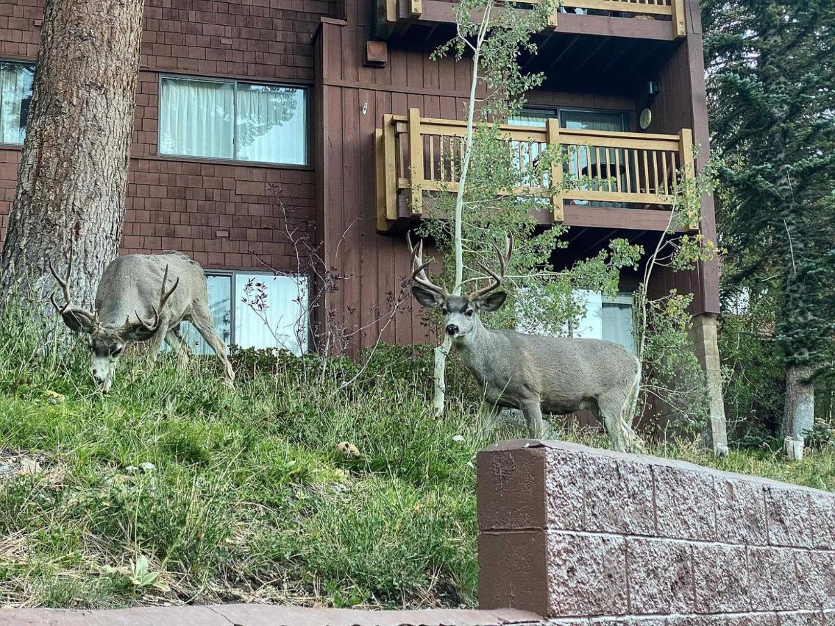 Walk To Canyon Lodge! Back! Modern Space Hébergement de vacances Mammoth Lakes